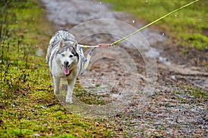 Crosscountry dryland sled dog mushing race