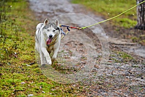 Crosscountry dryland sled dog mushing race