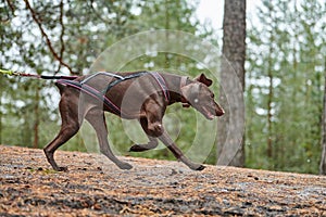 Crosscountry dryland sled dog mushing race photo
