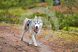 Crosscountry dryland sled dog mushing race photo