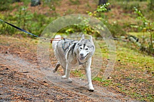 Crosscountry dryland sled dog mushing race photo