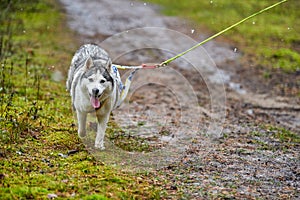 Crosscountry dryland sled dog mushing race photo