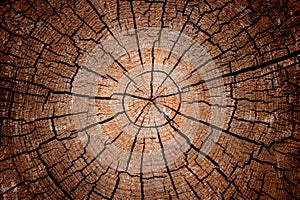 Crosscut log radial pattern