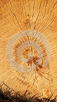 Crossection of an birch tree trunk. photo