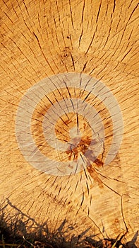 Crossection of an birch tree trunk.