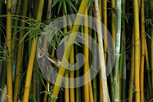 Crossed bamboo photo