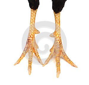 Crossed each other pink chicken feet with claws