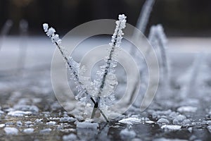 Crossed frozen grass tips