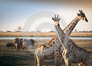 Crossed giraffes with elephants