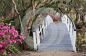 Crossing at Charleston SC Magnolia Garden in Spring