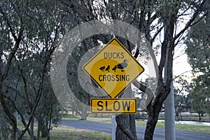 Crossing ducks road warning sign australia traffic