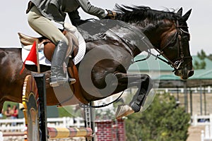 Crossing Hurdles - Equestrian