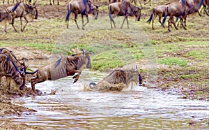 Crossing. Kenya. National park. The wildebeest and the zebras cr