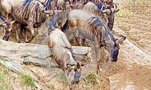 Crossing. Kenya. National park. The wildebeest and the zebras cr