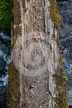 Crossing Log Bridge Over Rushing Water