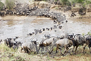 Crossing the Mara photo