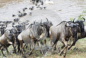 Crossing the Mara photo