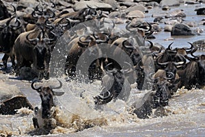 Crossing the mara river photo