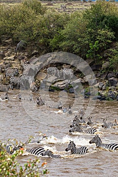 Crossing the Mara River in Kenya. Zebras from Masai mara to Serengeti, Africa