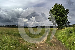 Crossing the meadow under storm clouds with a large tree in the woods background