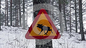 Crossing moose road sign on tree in winter in Sweden