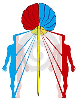 Crossing of nerve fibers