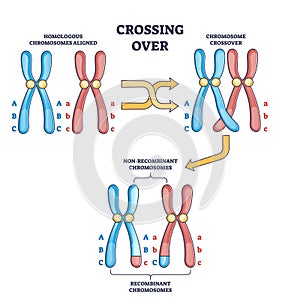 Crossing over chromosomes and homologous division process outline diagram