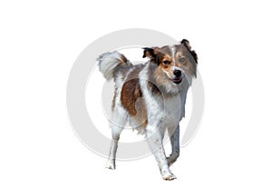 Crossing resembling a borders collie. A companion dog is a dog that does not work, providing only companionship as a pet, rather t