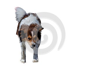 Crossing resembling a borders collie. A companion dog is a dog that does not work, providing only companionship as a pet, rather t