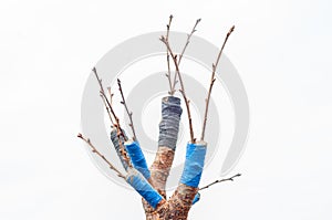 Crossing trees of different varieties by grafting in a split on a white background