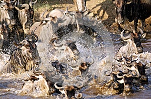 Crossing of wildebeests along Mara river