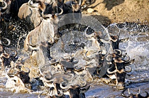 Crossing of wildebeests in Mara river