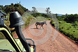 Crossing zebra from a safari jeep