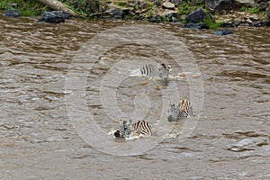 The crossing of zebras on the opposite bank of the Mara River. Kenya, Africa