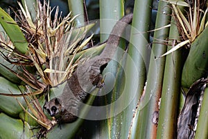 Crossley\\\'s Katmaki, Furry-eared Dwarf Lemur, Cheirogaleus crossleyi photo