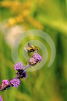 Crossline Skipper  602108 photo