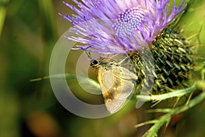 Crossline Skipper   602133 photo