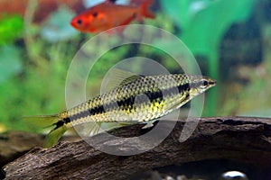 Crossocheilus siamensis