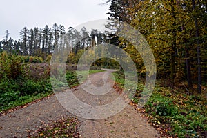 Crossroad in autumn forest