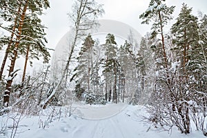 Crossroad. Road in winter forest. Snow landscape. Fir trees around