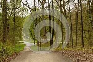 Crossroads of dirt tracks in the springtime woods, Stuttgart