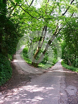 Crossroads in a Forest photo