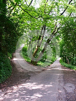 Cruce de caminos en Bosque 