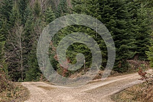 Crossroads in the middle of the forrest