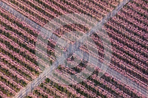 Crossroads in a peach field