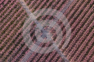 Crossroads in a peach field