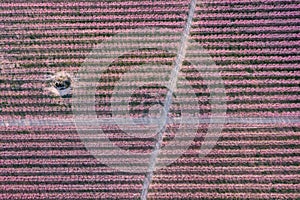 Crossroads in a peach field