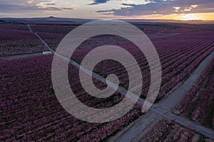 Crossroads in a peach field