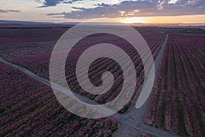 Crossroads in a peach field