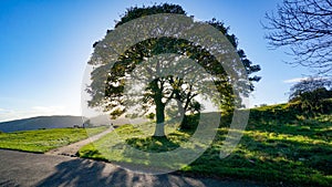 Crossroads with sun shining through tree